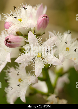 Bogbean, Menyanthes trifoliata Foto Stock