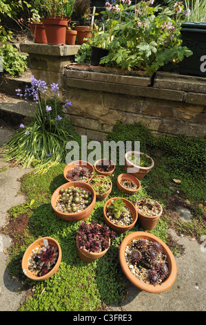 Collezione di piante succulente Houseleeks in vasi di terracotta in un suburban giardino inglese. Foto Stock