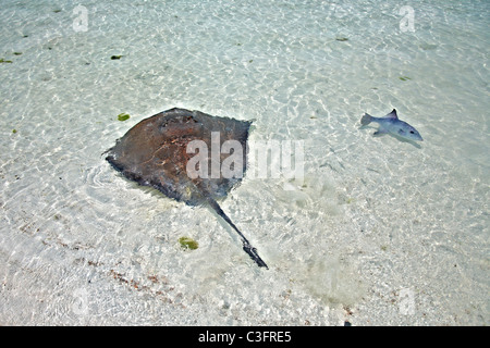 Stingray e pesci balestra in acque poco profonde sulla Isla Contoy, Messico Foto Stock