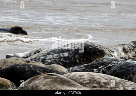 Gruppo di guarnizioni di tenuta giacenti su una spiaggia a nord di Norfolk, Inghilterra. Foto Stock