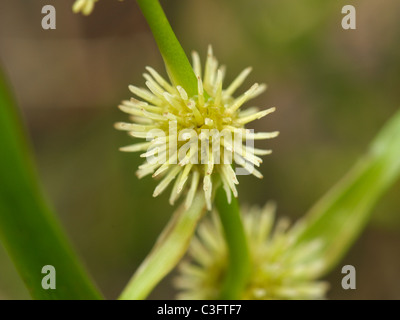 Almeno Bur-reed, sparganium natans Foto Stock