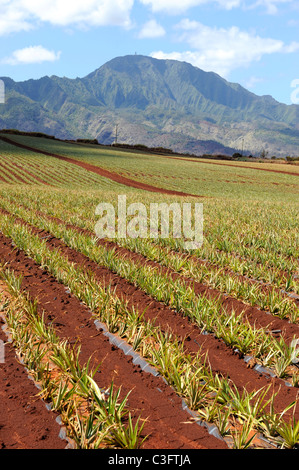 I campi di ananas lungo Kamehameha Highway North Shore Hawaii Oahu Oceano Pacifico Foto Stock