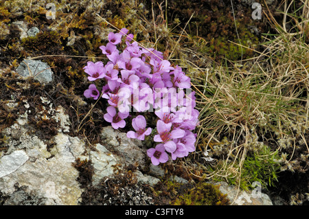 Sassifraga viola, Saxifraga oppositifolia Foto Stock