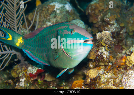 Questo semaforo pesci pappagallo mostra la fase terminale la colorazione della specie. Foto Stock