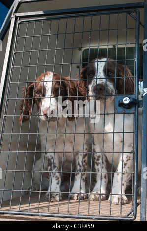 English Springer spaniel cani, sedici settimane vecchio cuccioli, seduto nella gabbia di viaggio in auto Foto Stock