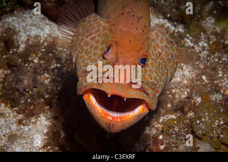 Una tigre di cernia si diffonde la sua' gill piastre in attesa di pesce pulitore per completare la pulizia dei parassiti dall'interno della sua imboccatura Foto Stock