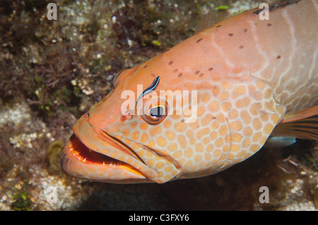 Una tigre di cernia si diffonde la sua' gill piastre come si attende per il pesce pulitore per completare la pulizia dei parassiti dall'interno della sua' m Foto Stock