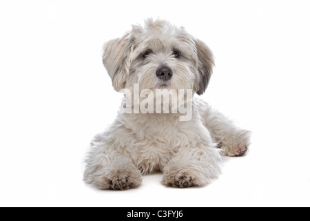 Boomer, razza cane davanti a uno sfondo bianco Foto Stock