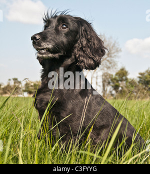 Nero cocker spaniel sat nel campo di erba ritratto Foto Stock