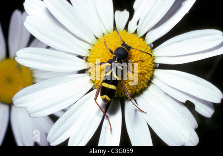 Clytus arietus Wasp beetle, un longhorn (Cerambycidae) su una luna daisy. In Inghilterra. Foto Stock