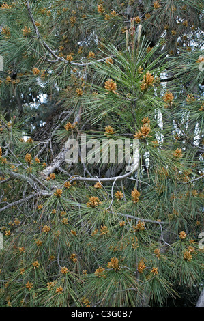 Presso il Monastero di Panagia Chrysorrogiatissa un vecchio 150 anni Pinus brutia Foto Stock