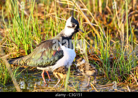 Ritratto di una pavoncella e i suoi pulcini (vanellus vanellus). Foto Stock