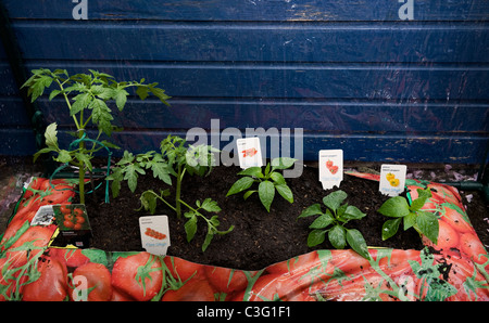 Vari i pomodori e il rosso e il giallo Pepe piante che crescono in un Growbag Foto Stock