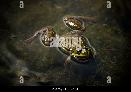 Una rana di palude (Rana ridibunda) nella superficie dell'acqua presso il London Wetland e riserva faunistica Barnes London REGNO UNITO Foto Stock