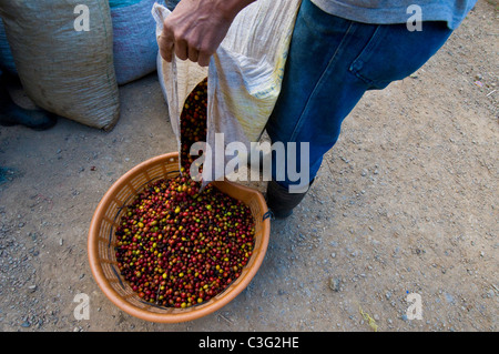 Raccolto di caffè Rodeo Calley centrale Costa Rica Foto Stock