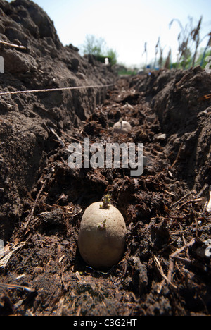 Una fila di chitted patate da seme piantato in una trincea Foto Stock