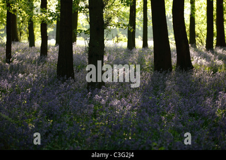 Bluebells in legno, luce del sole di mattina, England, Regno Unito Foto Stock