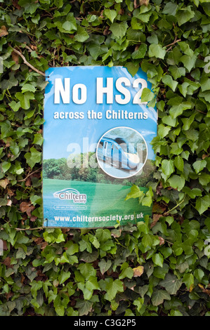 No HS2 attraverso il Chilterns protesta avviso su una siepe di edera in Little Missenden Bucks REGNO UNITO Foto Stock