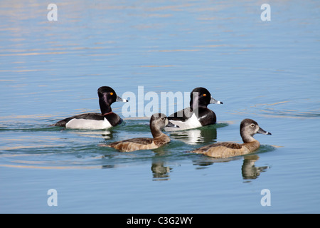 Anello di anatra collo Aythia collaris due coppie di nuoto sul lago in Arizona Foto Stock