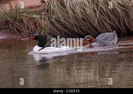 Common merganser o smergo maggiore Mergus merganser una coppia di nuoto in creek in Arizona Foto Stock