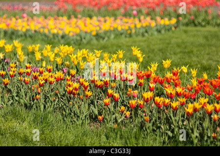 Voglia di tulipani in Highland Park in Rochester NY USA. Foto Stock