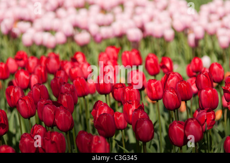 Voglia di tulipani in Highland Park in Rochester NY USA. Foto Stock