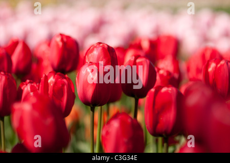 Voglia di tulipani in Highland Park in Rochester NY USA. Foto Stock