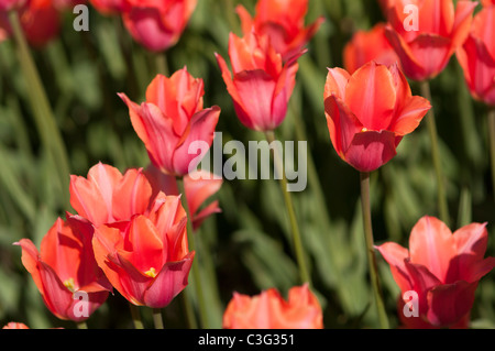 Voglia di tulipani in Highland Park in Rochester NY USA. Foto Stock