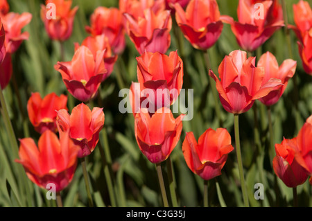 Voglia di tulipani in Highland Park in Rochester NY USA. Foto Stock