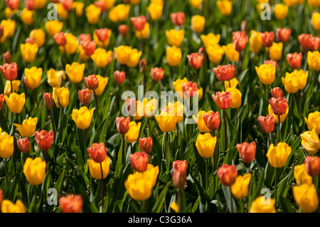 Voglia di tulipani in Highland Park in Rochester NY USA. Foto Stock