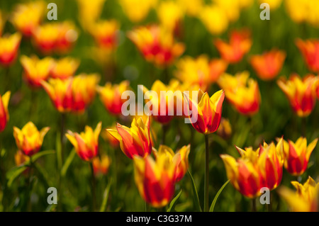 Voglia di tulipani in Highland Park in Rochester NY USA. Foto Stock