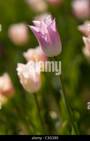 Voglia di tulipani in Highland Park in Rochester NY USA. Foto Stock