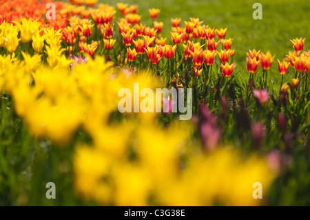 Voglia di tulipani in Highland Park in Rochester NY USA. Foto Stock