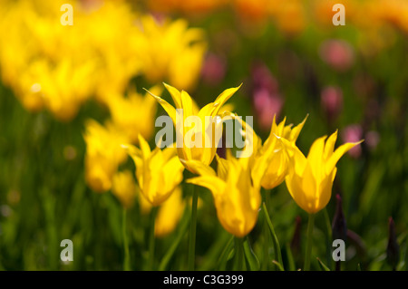 Voglia di tulipani in Highland Park in Rochester NY USA. Foto Stock