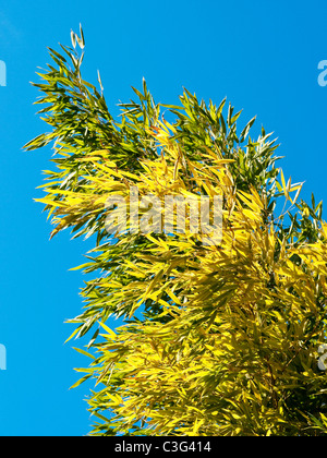 Germogli di bambù e foglie - Francia. Foto Stock