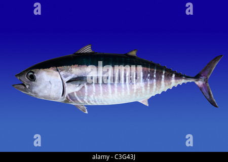 Tonno rosso isolato su sfondo blu pesce vero Thunnus thynnus Foto Stock