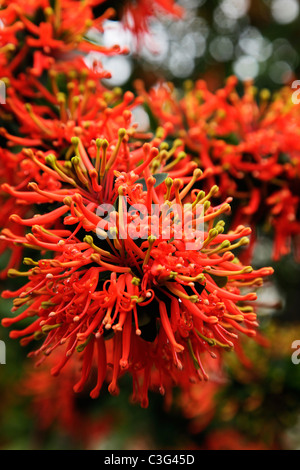 "Fuoco cilena Bush" vicino a Bariloche, Patagonia, Argentina, Sud America. Foto Stock