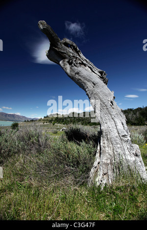 Tronco di albero nella prateria contro il cielo blu scuro, i ghiacciai del Parco Nazionale, vicino a El Calafate, Patagonia, Argentina, Sud America. Foto Stock
