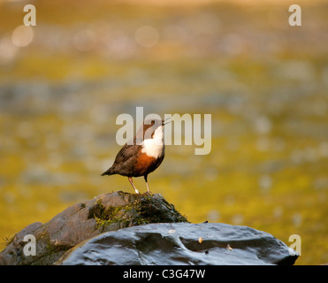 Merlo acquaiolo sulla roccia Foto Stock