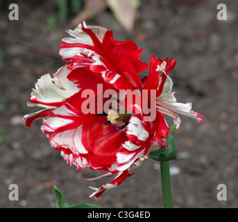 Tulip Estella Rijnveld Foto Stock