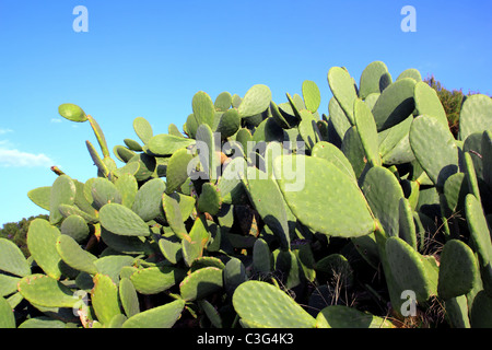 Chumbera nopal cactus impianto blue sky piante mediterranee Foto Stock