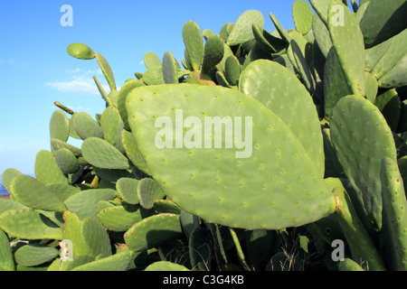 Chumbera nopal cactus impianto blue sky piante mediterranee Foto Stock
