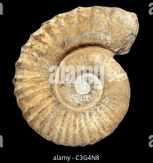 Fossile di lumaca a spirale in pietra antica reale guscio pietrificato isolato su nero Foto Stock