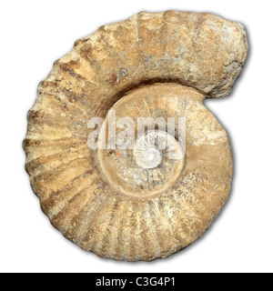 Fossile di lumaca a spirale in pietra antica reale guscio pietrificato isolato su bianco Foto Stock