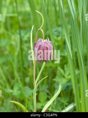 Testa di serpenti Fritillary Foto Stock