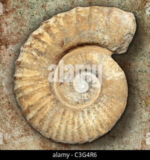 Fossile di lumaca a spirale in pietra antica reale guscio pietrificato su calcare Foto Stock