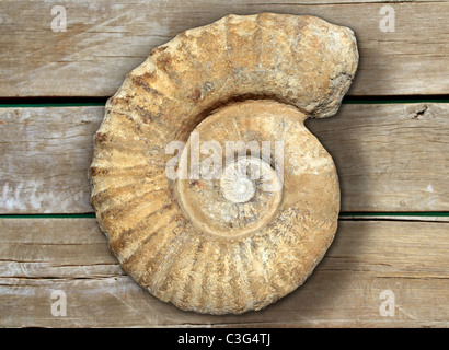 Fossile di lumaca a spirale in pietra antica reale pietrificati shell su sfondo di legno Foto Stock