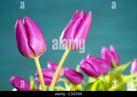 I tulipani fiori rosa blu verde studio shot sfondo Foto Stock