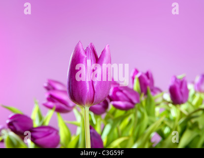 I tulipani fiori di colore rosa rosa studio shot sfondo Foto Stock