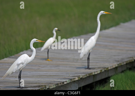 Airone bianco maggiore (Ardea egretta alba) (due uccelli nella parte anteriore) e un Snowy Garzetta (Egretta thuja brewsteri) Foto Stock